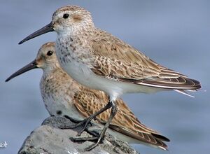 Dunlin 
&copy; Robert Hendrick