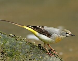 Grey Wagtail 
&copy; Robert Hendrick