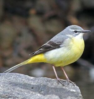 Grey Wagtail
