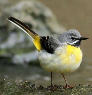 Grey Wagtail 
&copy; Robert Hendrick