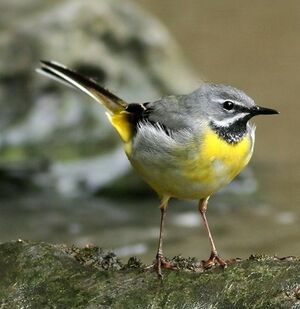 Grey Wagtail 
&copy; Robert Hendrick
