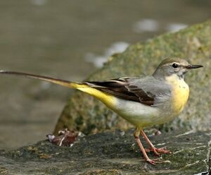 Grey Wagtail 
&copy; Robert Hendrick