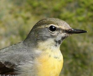 Grey Wagtail 
&copy; Robert Hendrick