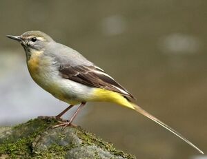 Grey Wagtail 
&copy; Robert Hendrick