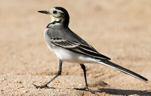 White Wagtail