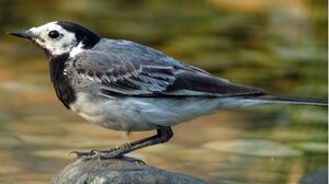 White Wagtail