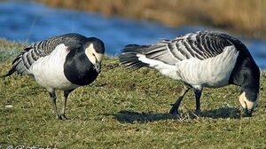 Barnacle Goose