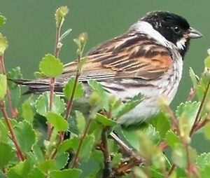 Common Reed Bunting