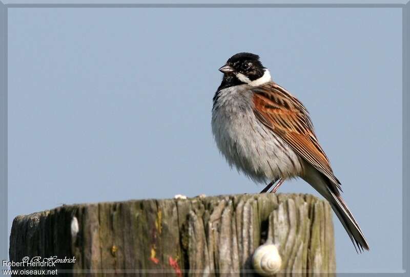 Common Reed Bunting male adult, identification