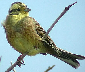 Bruant jaune 
&copy; Robert Hendrick