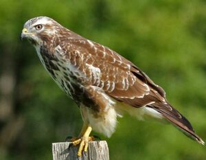 Common Buzzard 
&copy; Robert Hendrick