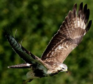 Common Buzzard 
&copy; Robert Hendrick