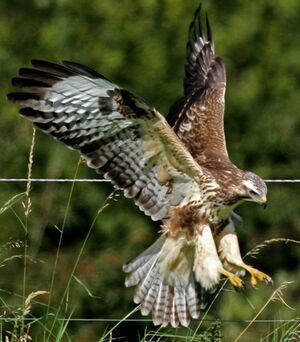 Common Buzzard 
&copy; Robert Hendrick