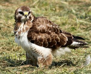 Common Buzzard 
&copy; Robert Hendrick