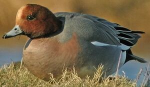 Canard siffleur