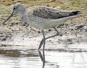 Common Greenshank 
&copy; Robert Hendrick