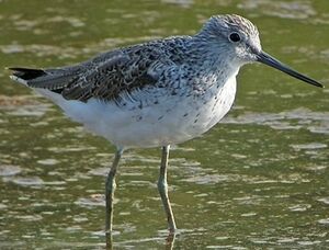 Common Greenshank 
&copy; Robert Hendrick