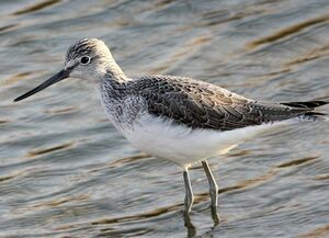 Common Greenshank 
&copy; Robert Hendrick