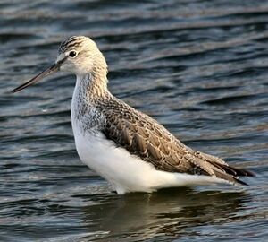 Common Greenshank 
&copy; Robert Hendrick