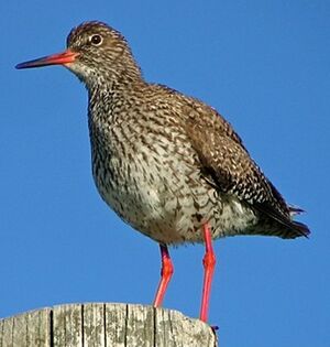 Common Redshank