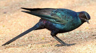Meves's Starling