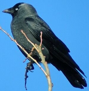 Western Jackdaw