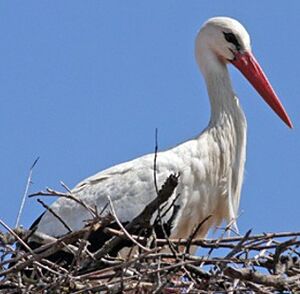 Cigogne blanche