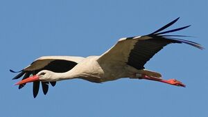 Cigogne blanche