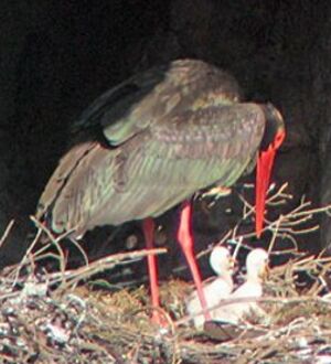 Cigogne noire