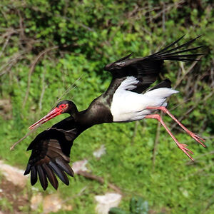 Black Stork
