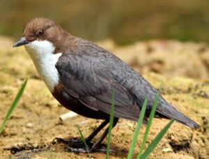 Cincle plongeur 
&copy; Robert Hendrick