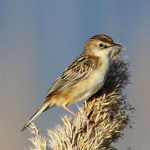 Zitting Cisticola