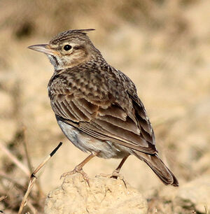 Crested Lark