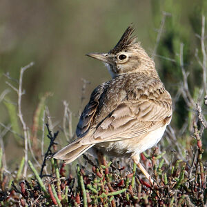 Crested Lark