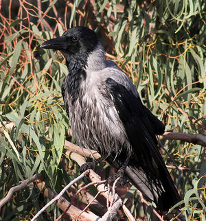 Hooded Crow