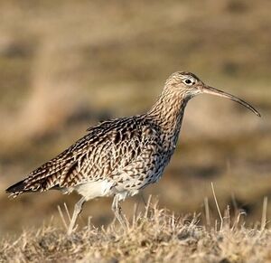 Eurasian Curlew 
&copy; Robert Hendrick