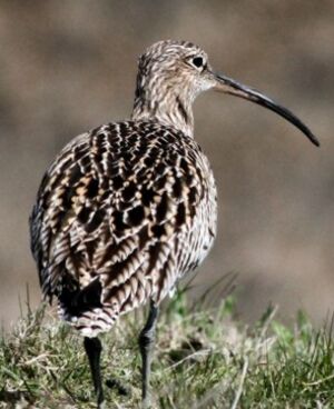 Eurasian Curlew 
&copy; Robert Hendrick