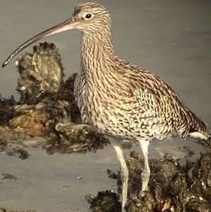 Eurasian Curlew 
&copy; Robert Hendrick