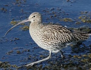 Eurasian Curlew 
&copy; Robert Hendrick