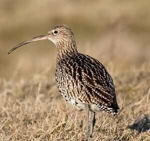 Eurasian Curlew 
&copy; Robert Hendrick