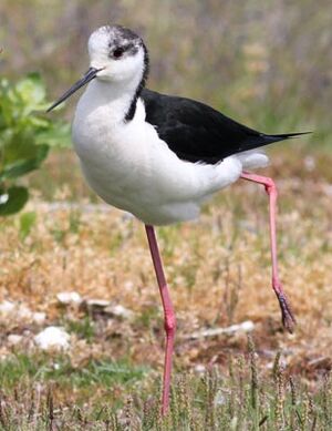 Black-winged Stilt