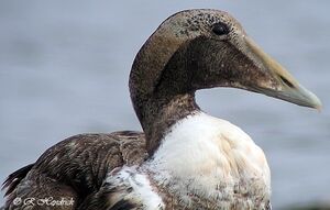 Common Eider 
&copy; Robert Hendrick