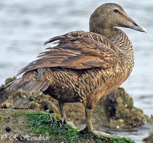 Common Eider 
&copy; Robert Hendrick