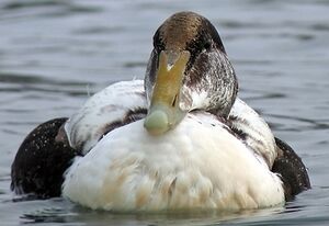 Common Eider 
&copy; Robert Hendrick