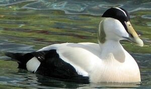 Eider � duvet