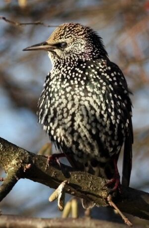 �tourneau sansonnet