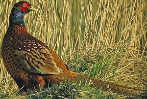 Common Pheasant