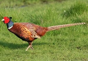 Common Pheasant
