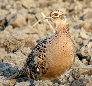 Common Pheasant