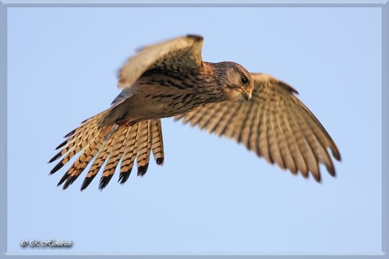 Common Kestrel, Flight